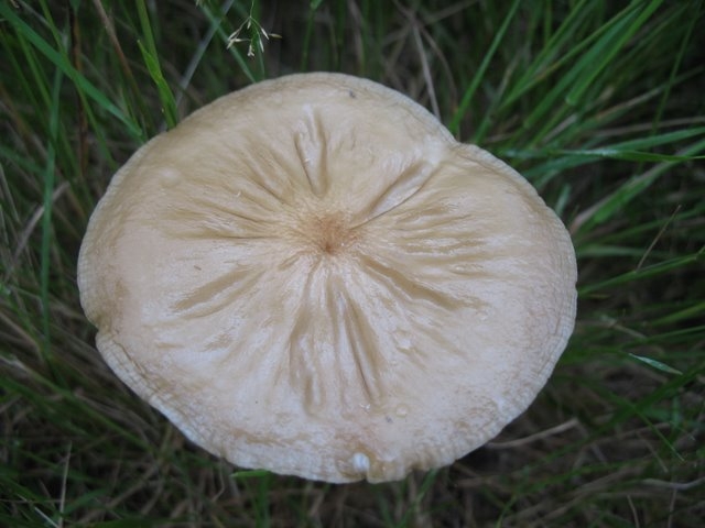 Oudemansiella radicata 01